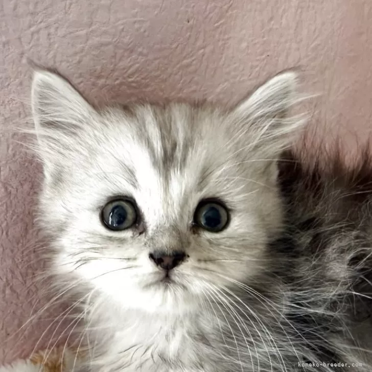 ID：2605-01107の子猫