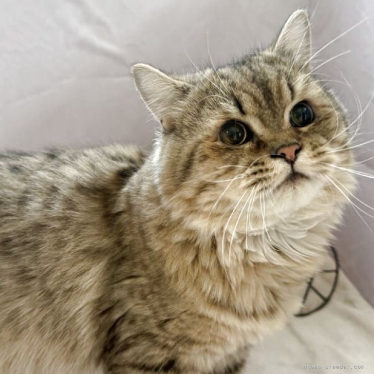 ブリーダー画像