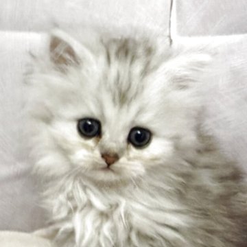 ペルシャ(チンチラ)【神奈川県・男の子・2025年9月24日・チンチラシルバー】の写真「のんびりな男の子」