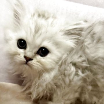 ペルシャ(チンチラ)【神奈川県・女の子・2025年9月23日・チンチラシルバー】の写真「のんびりな女の子」