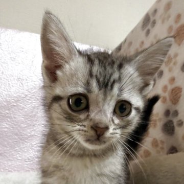 アメリカンショートヘア【神奈川県・男の子・2025年9月20日・シルバータビー】の写真「元気な男の子」