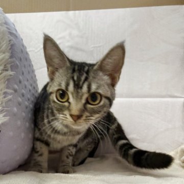 アメリカンショートヘア【神奈川県・女の子・2025年4月21日・シルバータビー】の写真「ひかえめな女の子」