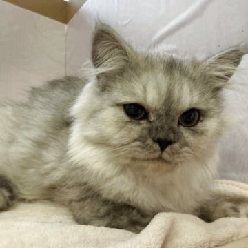 ペルシャ(チンチラ)【神奈川県・男の子・2025年4月26日・チンチラシェーデットシルバー】の写真「甘えん坊な男の子」
