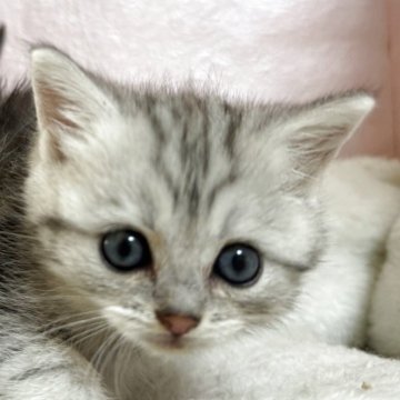 ミヌエット(長足)【神奈川県・男の子・2025年10月14日・シルバータビー】の写真「元気な男の子」