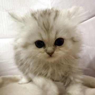 ペルシャ(チンチラ)【神奈川県・男の子・2025年9月23日・チンチラシルバー】の写真「のんびりな男の子」