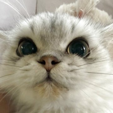 ペルシャ(チンチラ)【神奈川県・男の子・2025年4月25日・チンチラシルバー】の写真「可愛い小さい男の子」