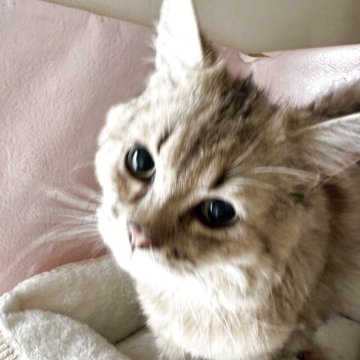 ミヌエット(長足)【神奈川県・男の子・2025年1月7日・チンチラゴールデン】の写真「色々と興味を持ち明るい甘えん坊です。」