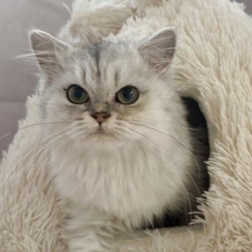 ペルシャ(チンチラ)【神奈川県・女の子・2025年4月25日・チンチラシルバー】の写真「可愛い小さい女の子」