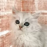 ペルシャ(チンチラ)