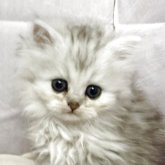 ペルシャ(チンチラ)