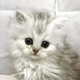 ペルシャ(チンチラ)