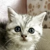 ミヌエット(長足)