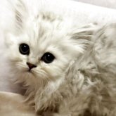 ペルシャ(チンチラ)