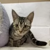 アメリカンショートヘア