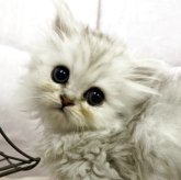 ペルシャ(チンチラ)