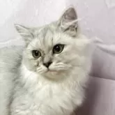 ペルシャ(チンチラ)