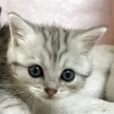 ミヌエット(長足)