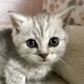 ミヌエット(短足)