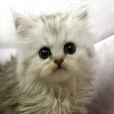 ペルシャ(チンチラ)