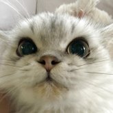 ペルシャ(チンチラ)