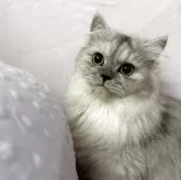 ペルシャ(チンチラ)