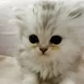 ペルシャ(チンチラ)