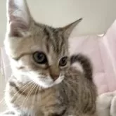 ミヌエット(長足)