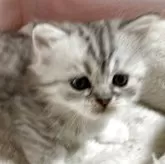 ミヌエット(短足)