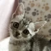 アメリカンショートヘア