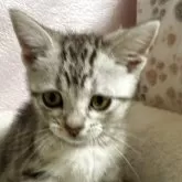 アメリカンショートヘア