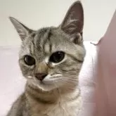 ミヌエット(長足)