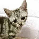 アメリカンショートヘア