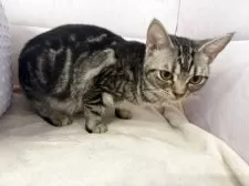 アメリカンショートヘア【神奈川県・女の子・2025年4月21日・シルバータビー】の写真7「何かしら？」