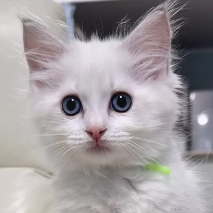 ID:2411-02115の子猫