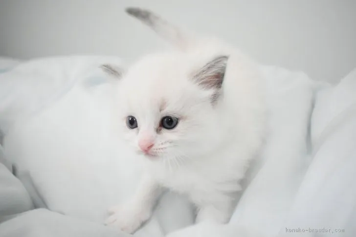 ID：2006-01215の子猫