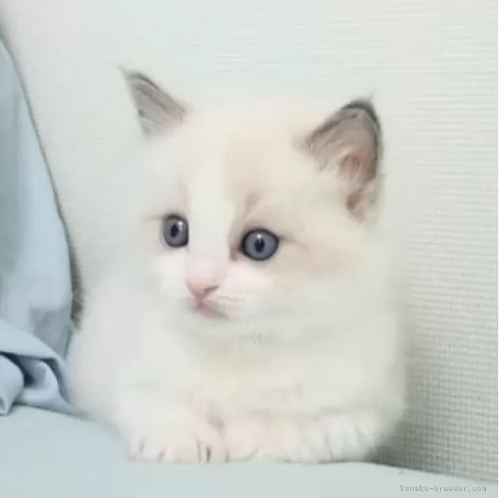 ID:2404-01048の子猫