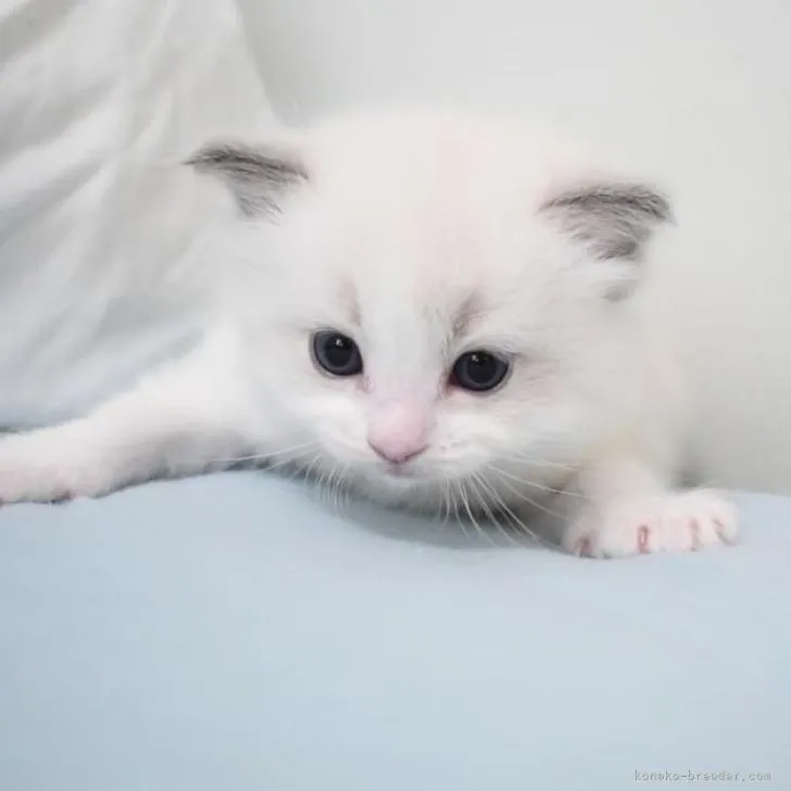 ID：2207-02066の子猫