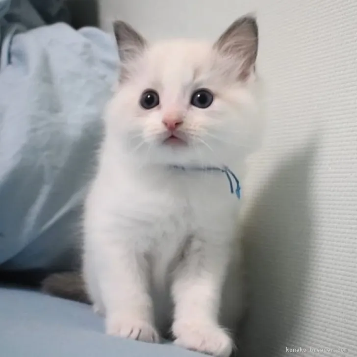ID:2312-01144の子猫