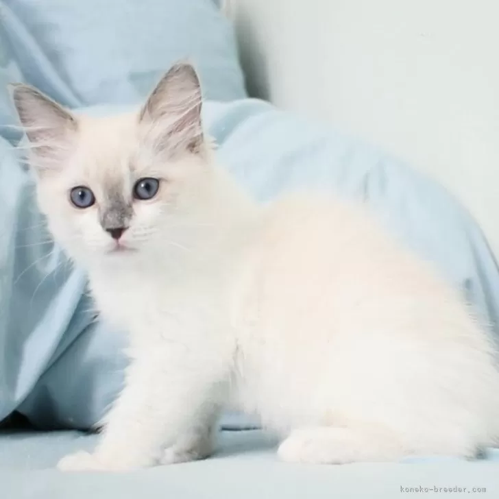 ID：2403-01925の子猫