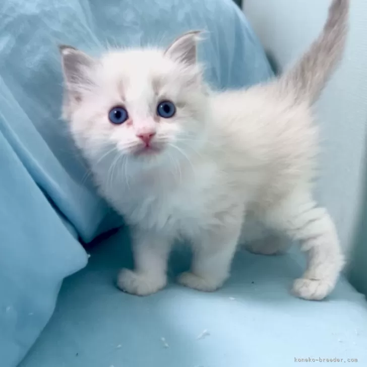 ID：2407-02264の子猫