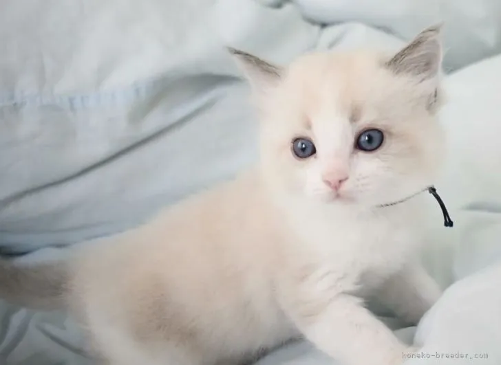 ID：2106-00532の子猫