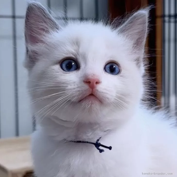ID：2409-01111の子猫