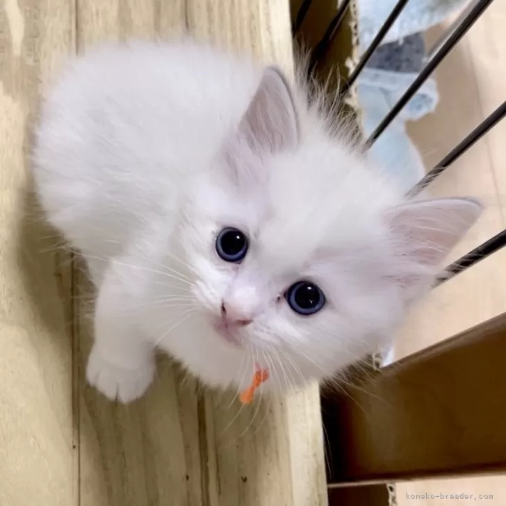 ID：2406-00643の子猫