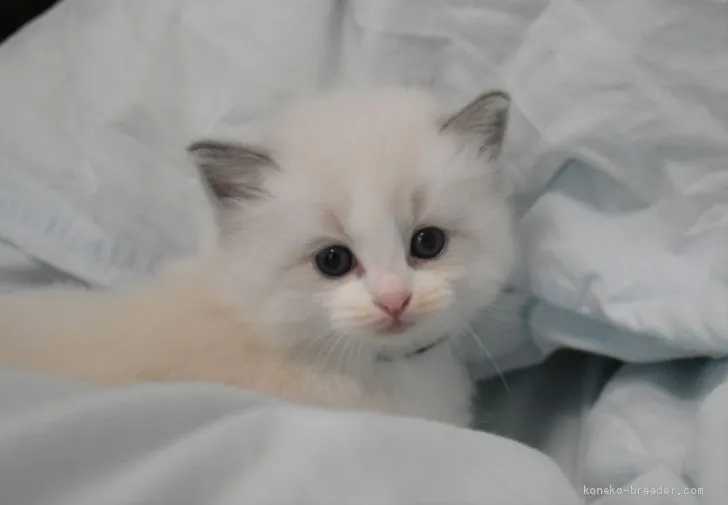 ID:2009-00034の子猫