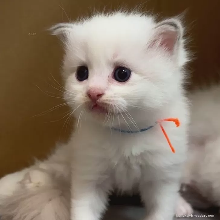 ID：2411-01494の子猫