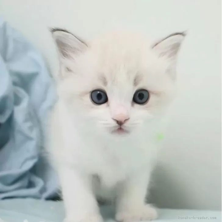 ID:2404-01046の子猫