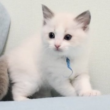 ラグドール【東京都・男の子・2023年11月9日・ブルーポイントバイカラー】の写真「綺麗なお目目のかわいい男の子です」
