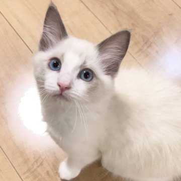 ラグドール【東京都・女の子・2023年1月1日・ブルーポイントバイカラー】の写真「綺麗なバイカラーのかわい子ちゃんです」