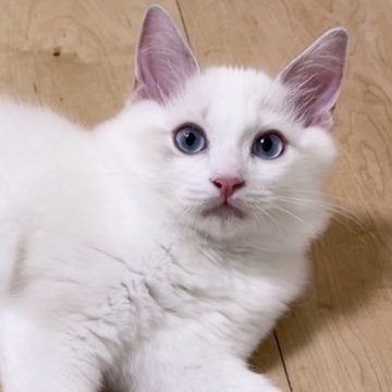 ラグドール【東京都・男の子・2024年4月21日・ブルーリンクスバイカラー】の写真「可愛い顔の男の子。希少なブルーリンクスバイカラー」