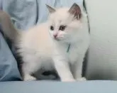 ラグドール【東京都・女の子・2023年10月27日・ブルーポイントバイカラー】の写真2